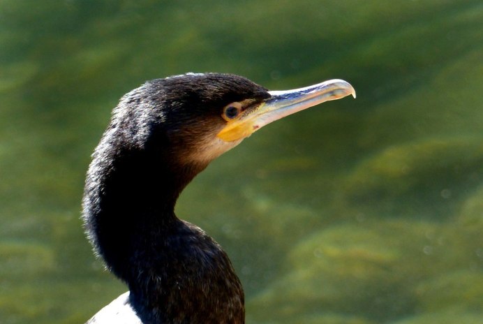 Утка поганка чомга