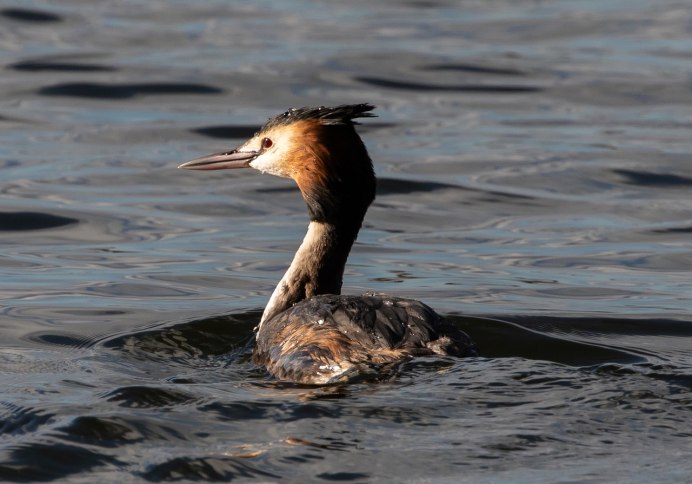 Чомга Озерная