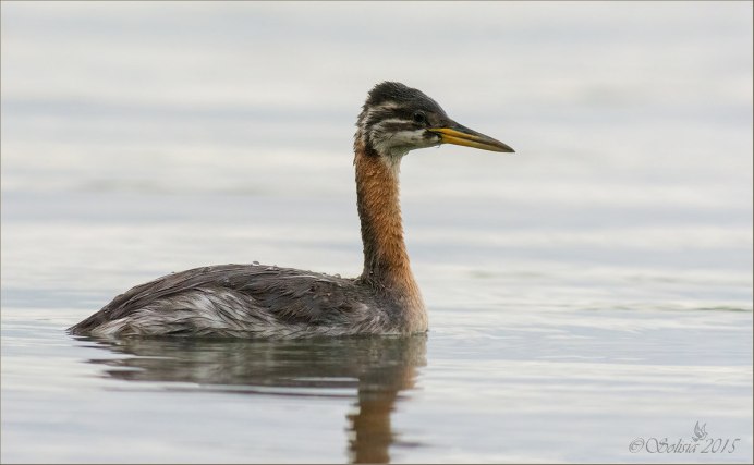 Чомга серая