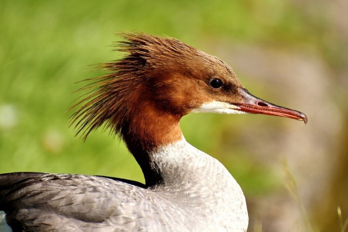 Утка Черношейная поганка
