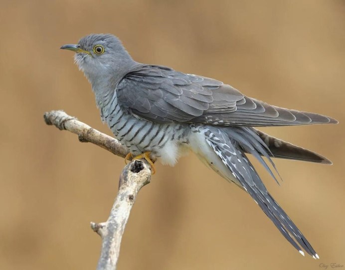Cuculus canorus Кукушонок