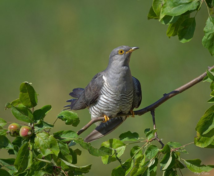 Кукушка (Cuculus poliocephalus
