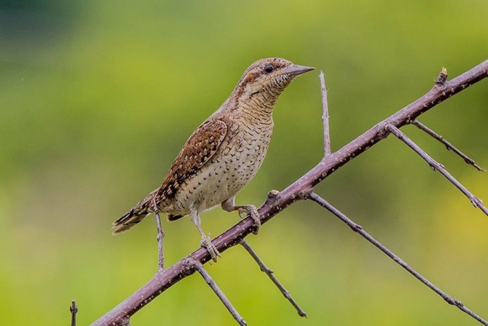 Cuculus canorus Кукушонок