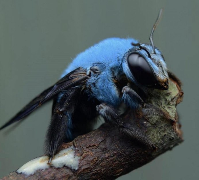 Пчела-плотник Xylocopa Valga