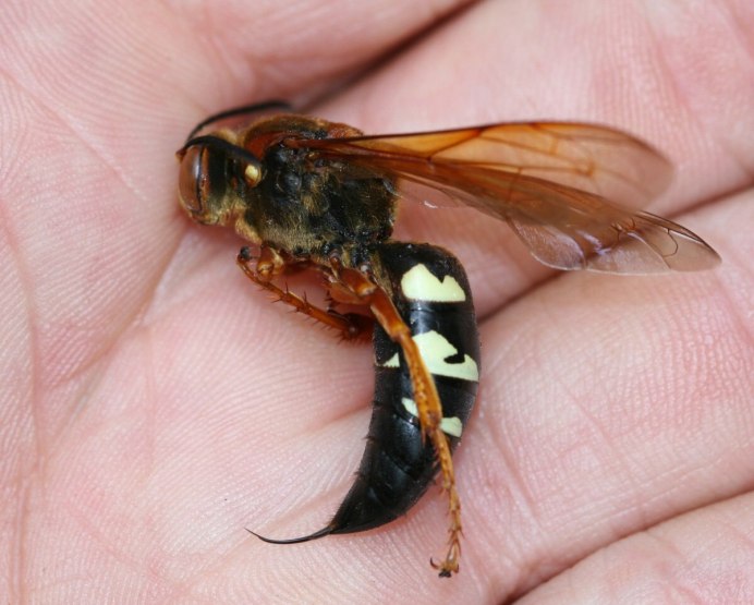 Amegilla cingulata