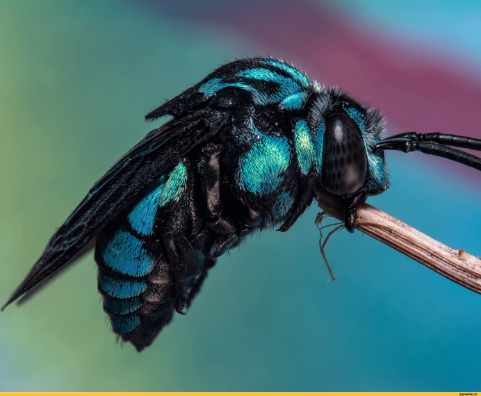 Xylocopa caerulea голубая пчела