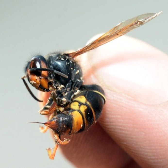 Underground Hornets