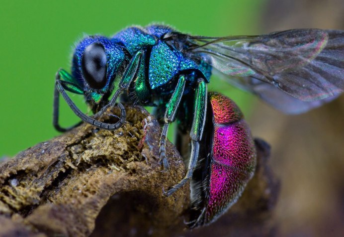 Xylocopa caerulea - пчела