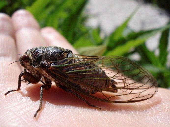 Жук цикада