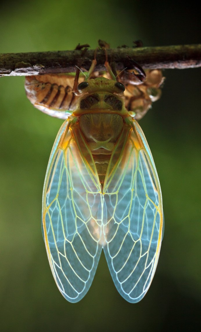 Цикада певчая