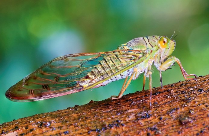 Цикада певчая