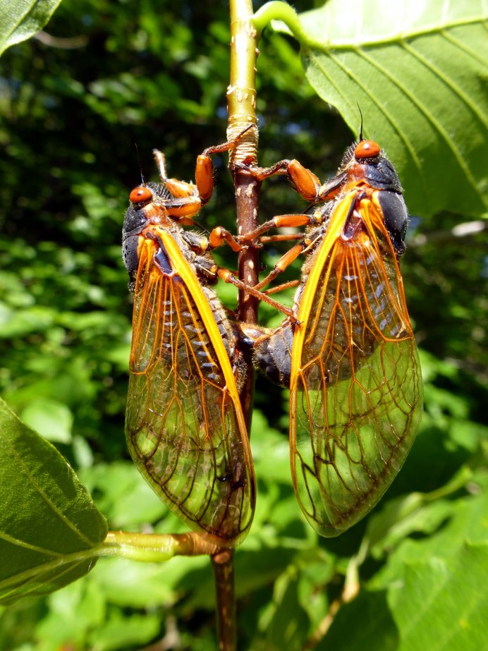 Цикада Pyrops clavata