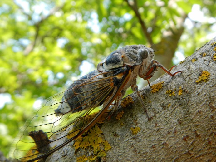Нимфа цикады
