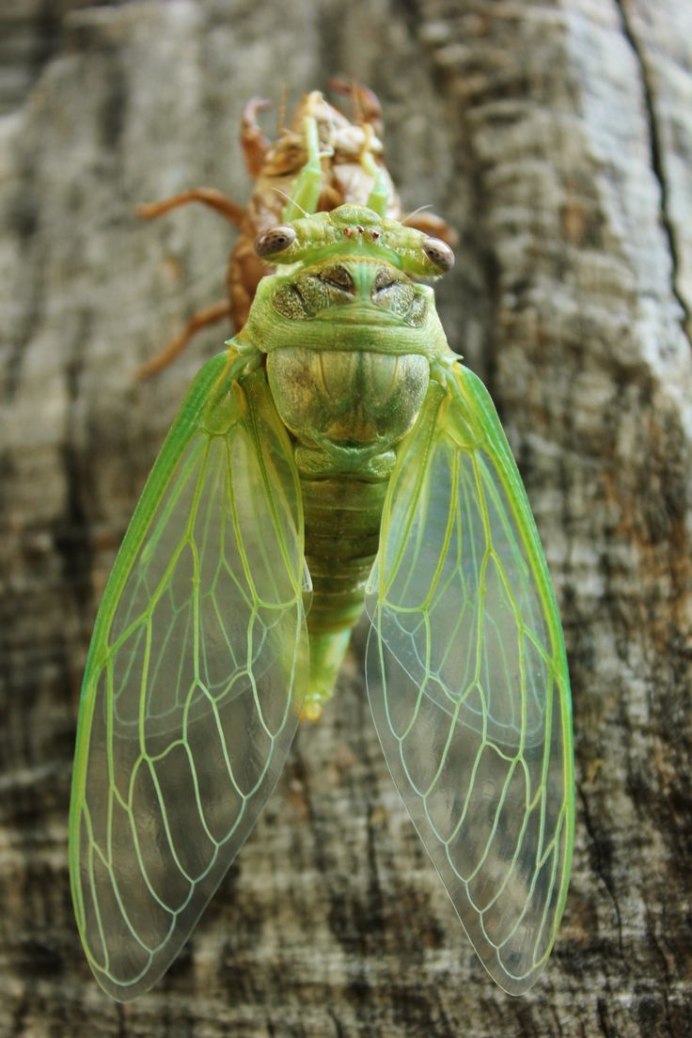 Цикада Крымская