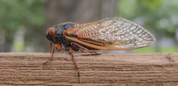 Цикада певчая