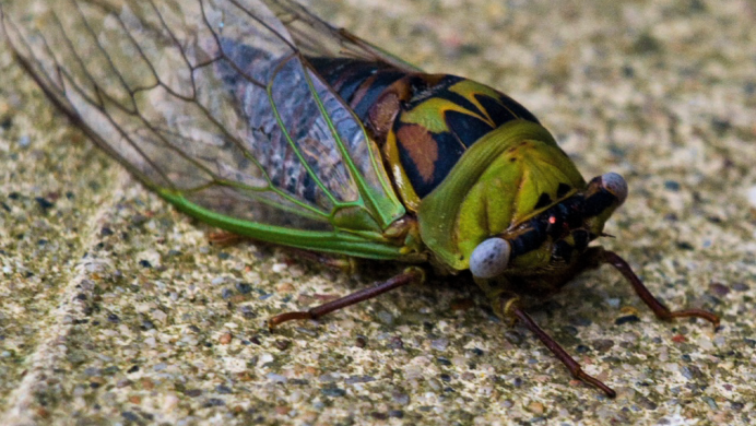 Крымская Муха цикада