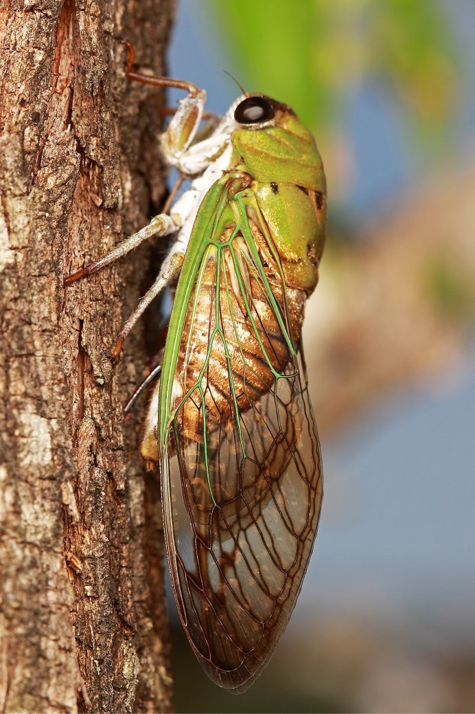 Цикада Черноморская
