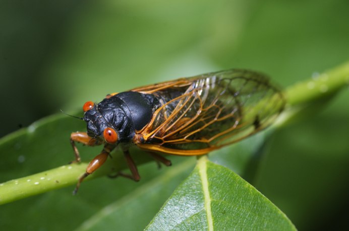 Цикада насекомое Муха