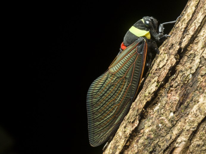 Мадагаскарская цикада