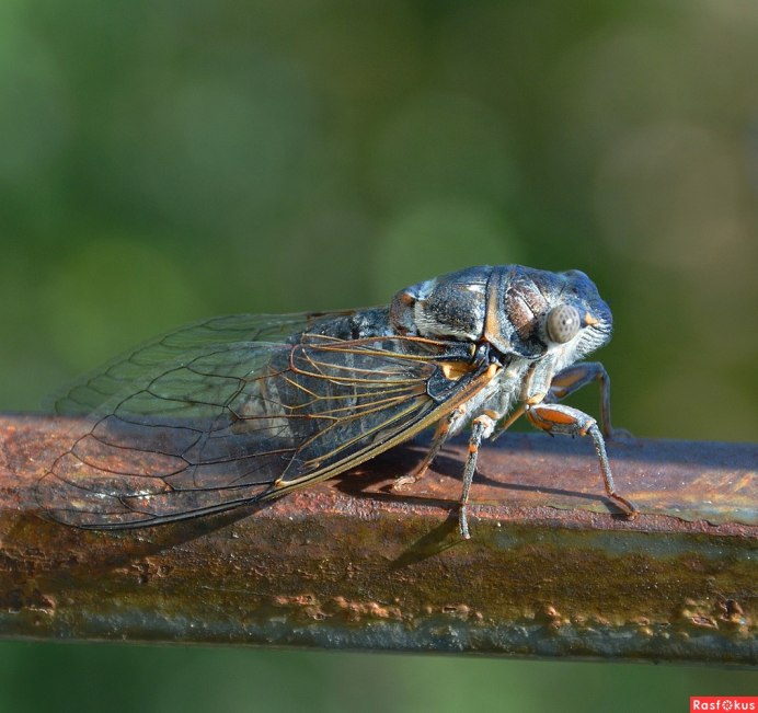 Цикада Крымская