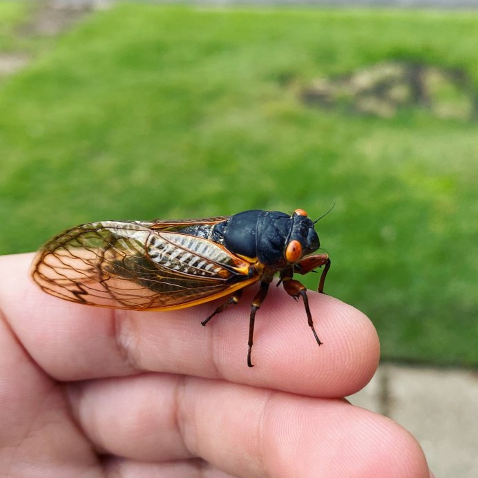 Жук цикада