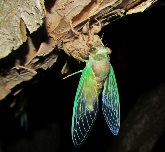 Цикада певчая