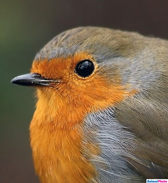 Птица Зарянка Малиновка