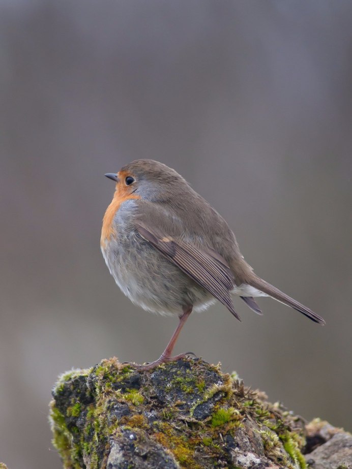 Горихвостка Коноплянка