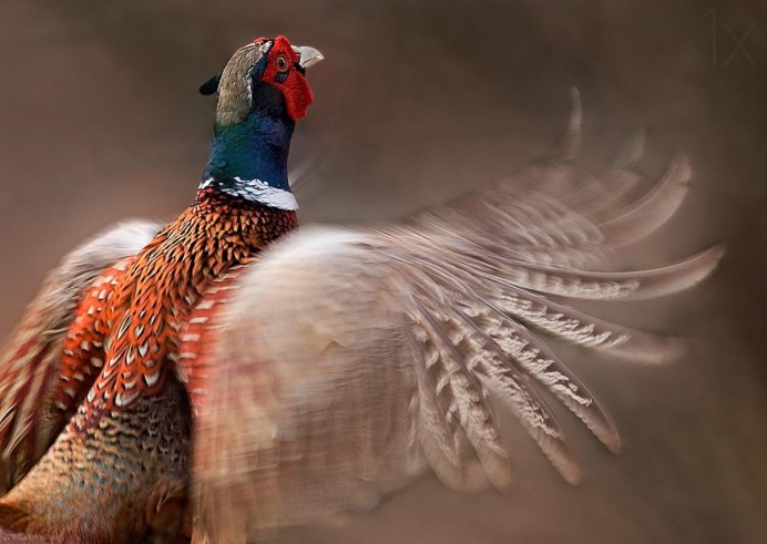 Позвоночный Воробей