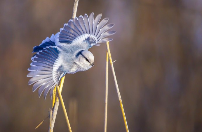 Сероголовый скворец