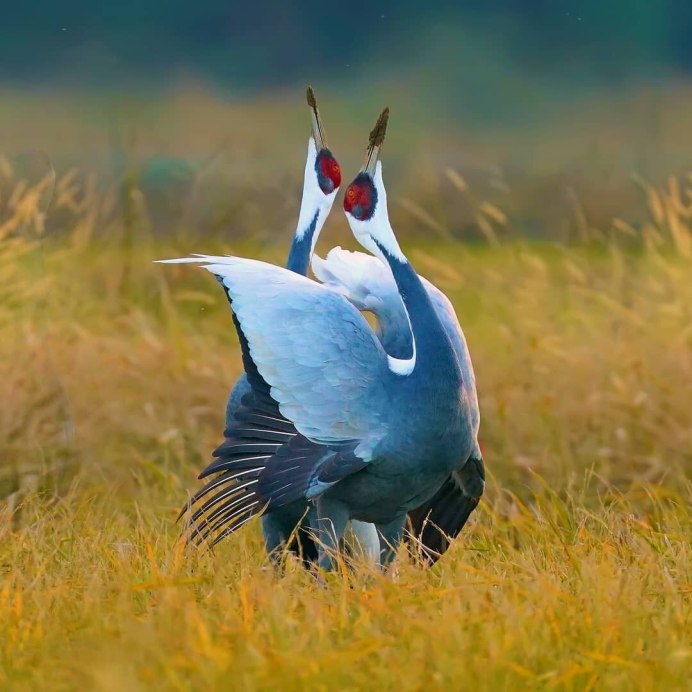 Куркуль птица фото