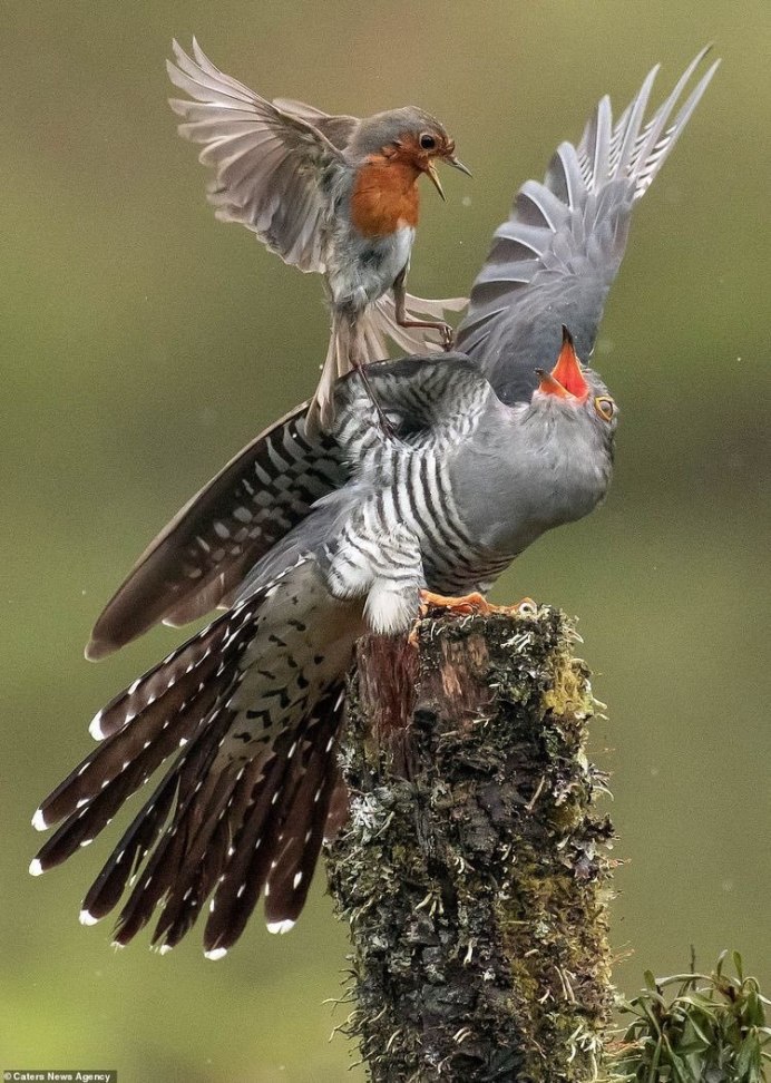 Животные и птицы