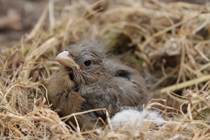 Дикие птицы фото рисунки