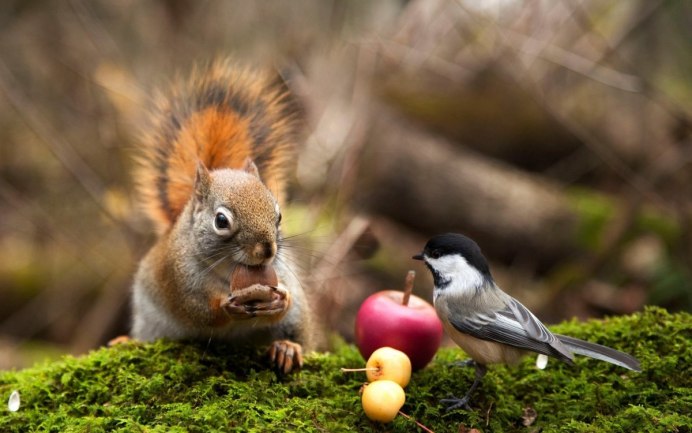 Бородатая неясыть охотится