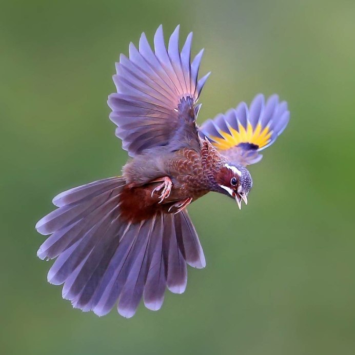 Фазан золотой красный