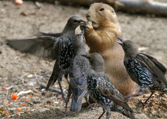 Ягнятник птица