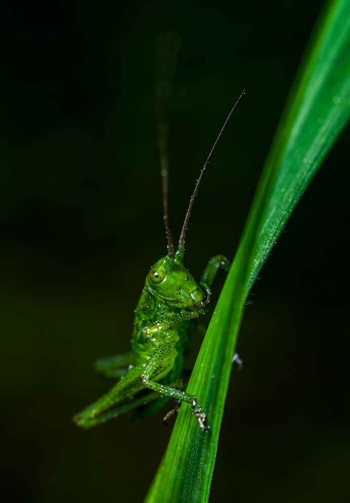 Mantis religiosa личинка