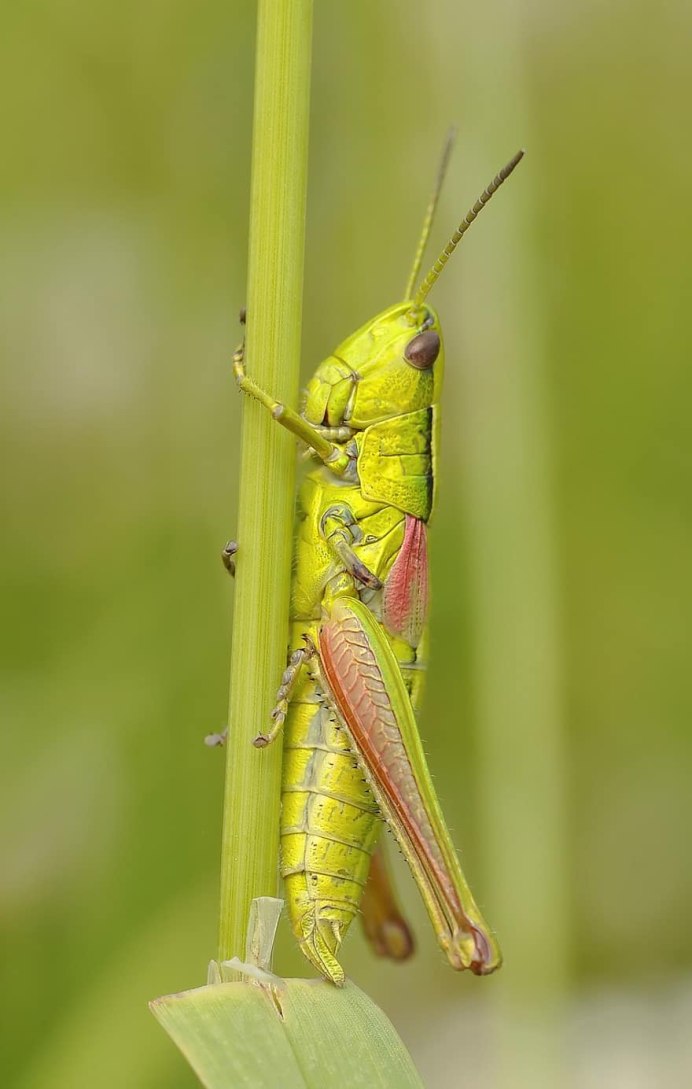 Tettigonia caudata