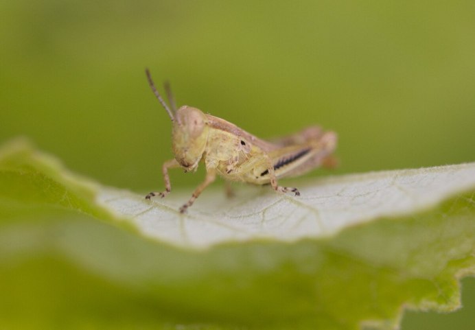 Katydid ратука