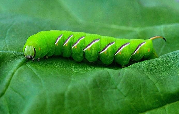Grasshopper желтый