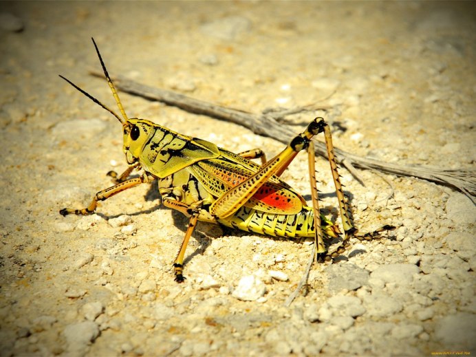 Кузнечик зеленый (Tettigonia viridissima)