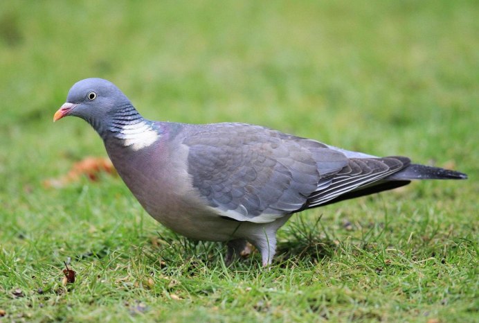 Вяхирь (Columba palumbus)