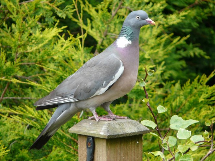 Вяхирь (Columba palumbus)