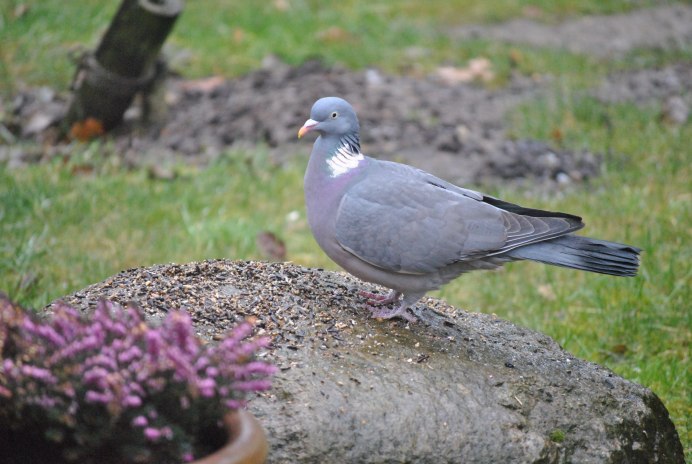Голубь Columba palumbus