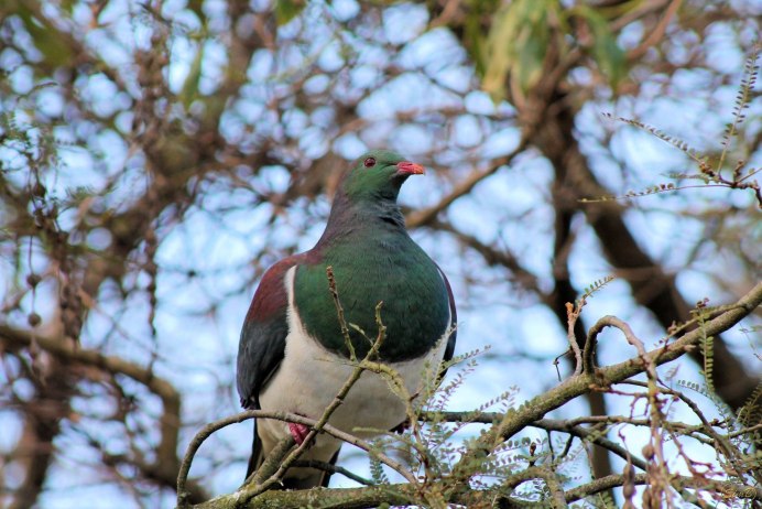 Вяхирь (Columba palumbus)