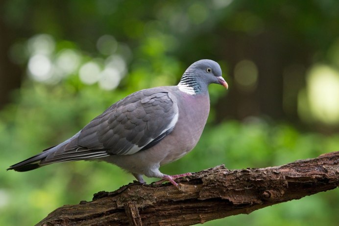 Клинтух и вяхирь