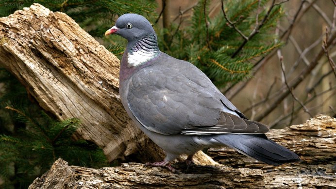 Дикий голубь вяхирь