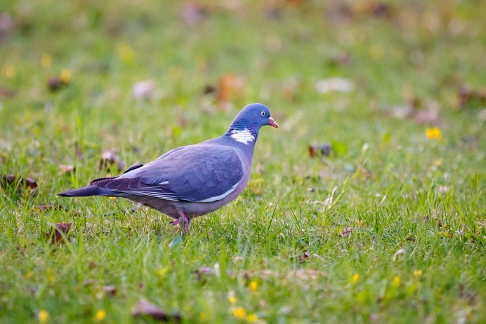 Вяхирь стреляный