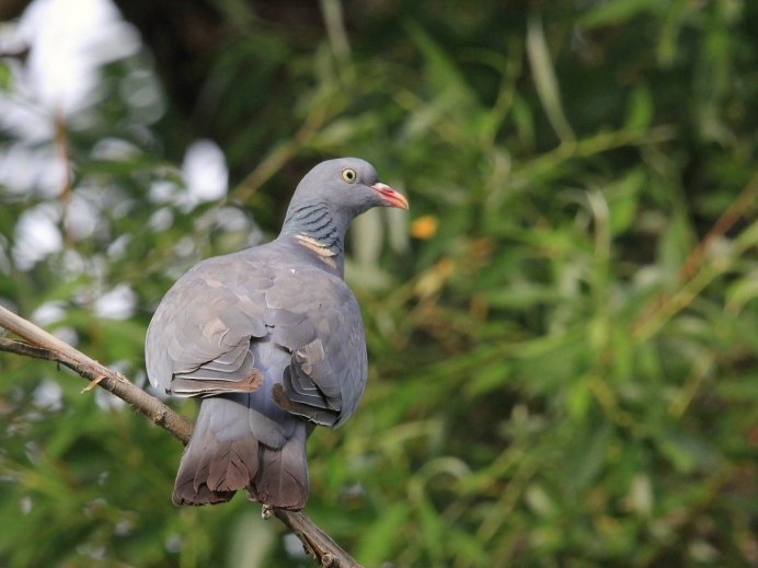 Вяхирь (Columba palumbus)