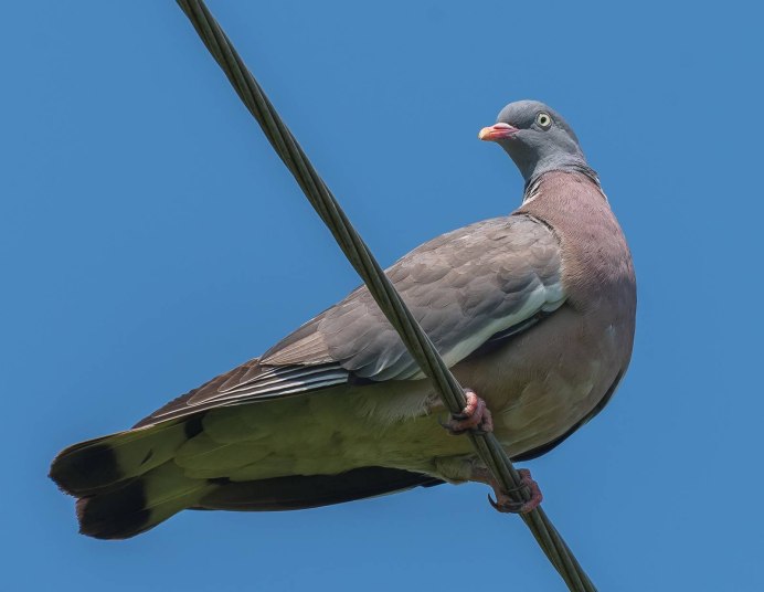 Вяхирь витютень